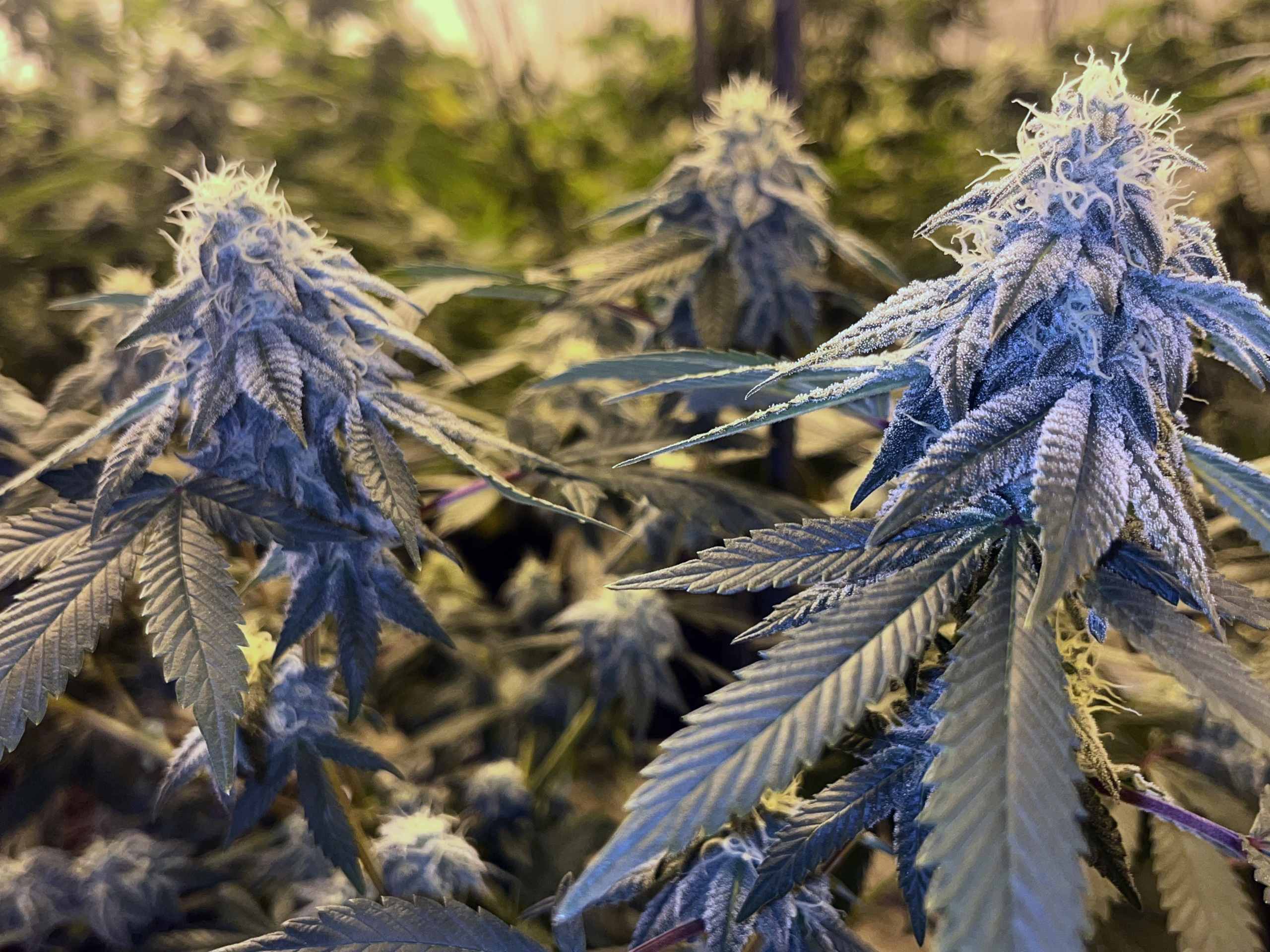 IMG_3306 High Quality Buds